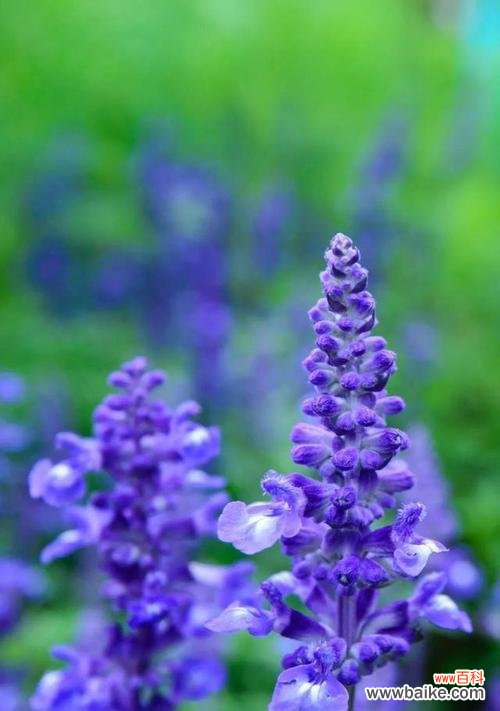 缘起传说与象征意义，洋溢着清香的心灵宝库 熏衣草的花语与寓意