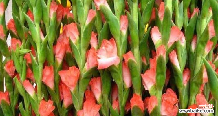 竹子的寓意和花语 竹子——永恒的生命力