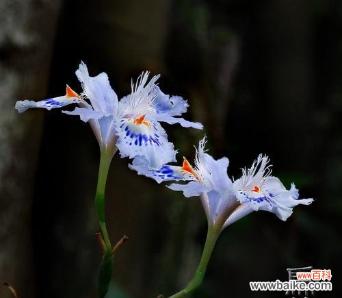 竹子的寓意和花语 竹子——永恒的生命力