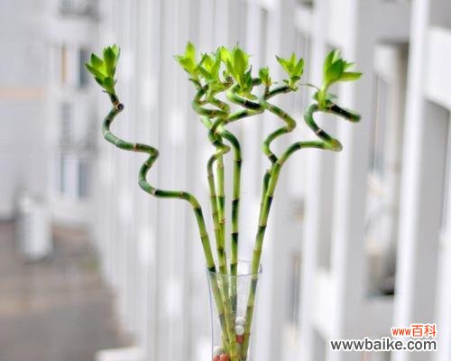 竹子的寓意和花语 竹子——永恒的生命力