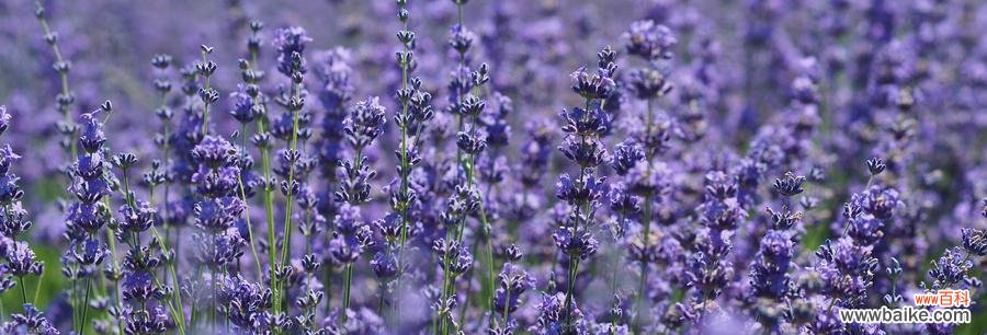 探寻熏衣草的美丽与神秘 熏衣草花语