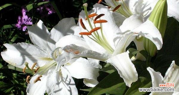 探索各类鲜花背后的深层含义，揭示不同颜色、种类花卉的神秘寓意 花语寓意大揭秘