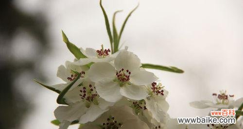 梨花，为何赋有如此多的含义？ 揭秘梨花花语的深刻内涵