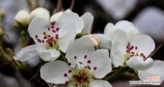 梨花，为何赋有如此多的含义？ 揭秘梨花花语的深刻内涵