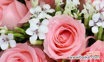 探索玫瑰之王的柔情面庞——粉色玫瑰花的魅力与意义 粉色玫瑰花的寓意和花语