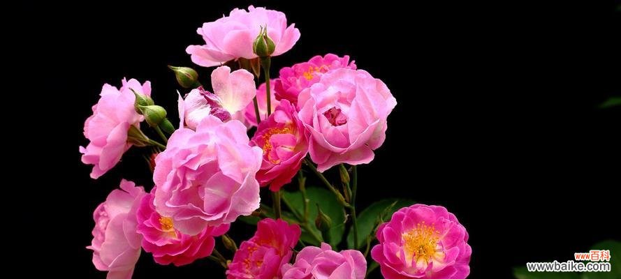 圣诞蔷薇花的祝福语 深红色蔷薇花的花语