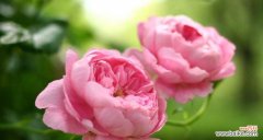 圣诞蔷薇花的祝福语 深红色蔷薇花的花语