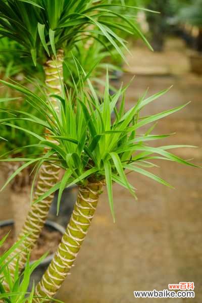 龙血树叶子发黄怎么回事