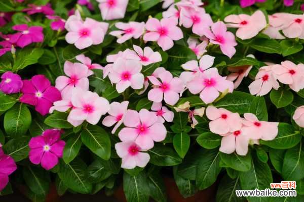 长春花叶子发黄怎么办