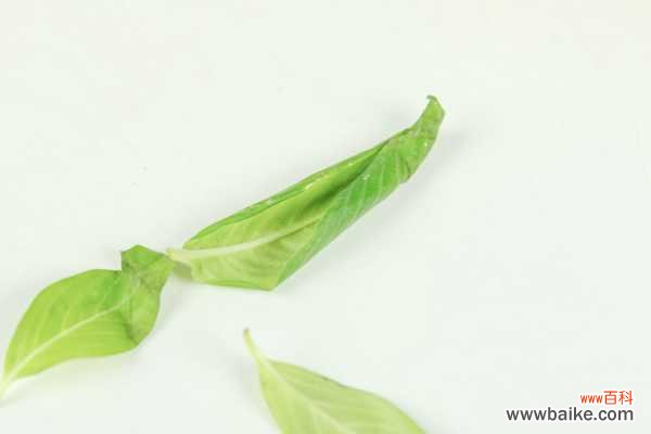 长春花叶子发黄怎么办