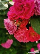 蔷薇花叶子发黄怎么办