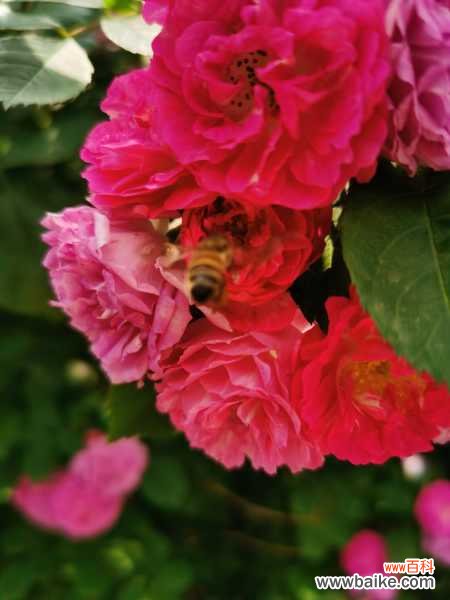 蔷薇花叶子发黄怎么办