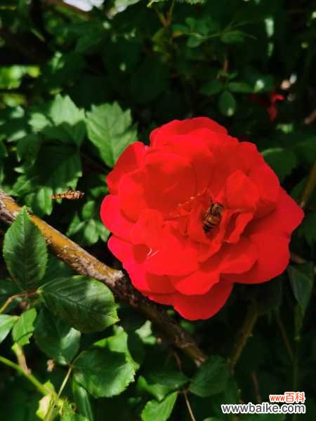 蔷薇花叶子发黄怎么办