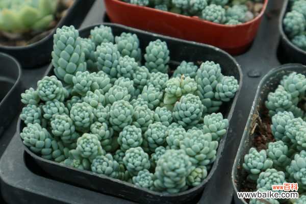 姬星美人叶子发黄怎么办