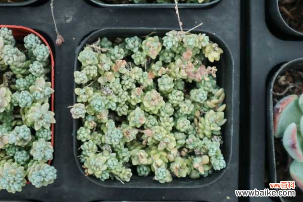 姬星美人叶子发黄怎么办