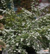 探寻菱叶绣线菊的神秘魅力与花语 菱叶绣线菊的花语与美丽之秘