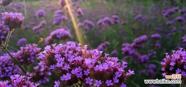 探寻柳叶马鞭草的秘密——花语解读 柳叶马鞭草的花语揭秘