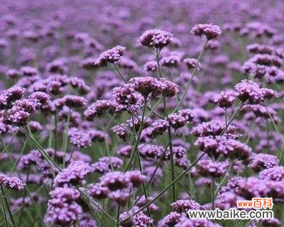 探寻柳叶马鞭草的秘密——花语解读 柳叶马鞭草的花语揭秘