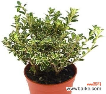 清新如雪的花朵 六月雪的花语——幸福与希望的象征