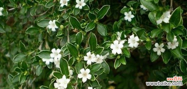 清新如雪的花朵 六月雪的花语——幸福与希望的象征