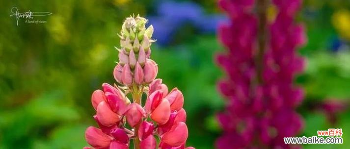 传递勇气的花朵 鲁冰花的花语