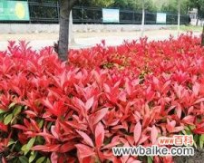 保护苗木健康成长的关键措施及实施方法 绿化苗木脱脚的意义与方法