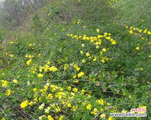 保护苗木健康成长的关键措施及实施方法 绿化苗木脱脚的意义与方法