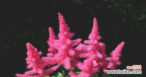 探索花语的神秘世界 以落新妇花语和寓意为主题的文章