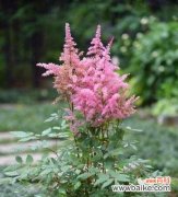 探索花语的神秘世界 以落新妇花语和寓意为主题的文章