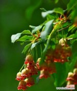 探寻落叶灌木的多样性及生态功能 解析落叶灌木的生态特征和作用