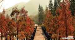 探寻生命的坚韧与美丽 以落羽杉为寓意的人生之旅