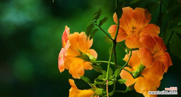 凌霄花的象征意义是什么?如何理解凌霄花的文化内涵?