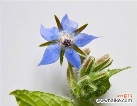 琉璃苣的花语和寓意是什么意思？如何正确解读？