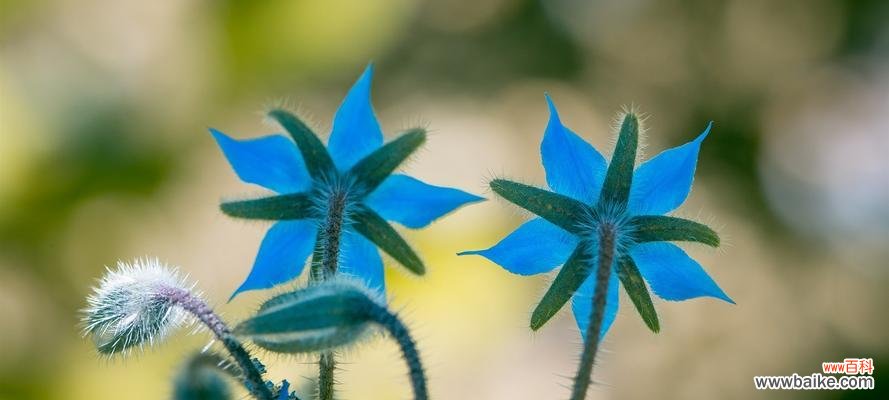 琉璃苣的花语和寓意是什么意思？如何正确解读？