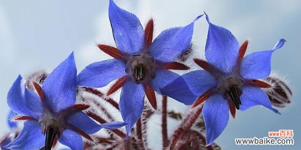 琉璃苣的花语和寓意是什么意思？如何正确解读？