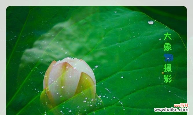 莲花在风水中代表什么?如何利用莲花提升家居风水?