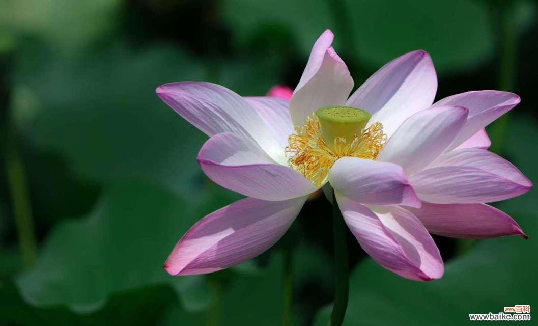 莲花象征着什么意义？如何理解莲花的文化与精神象征？