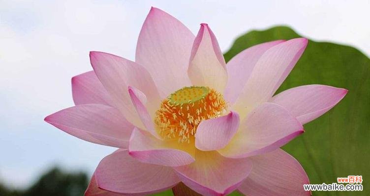 莲花象征着什么意义？如何理解莲花的文化与精神象征？