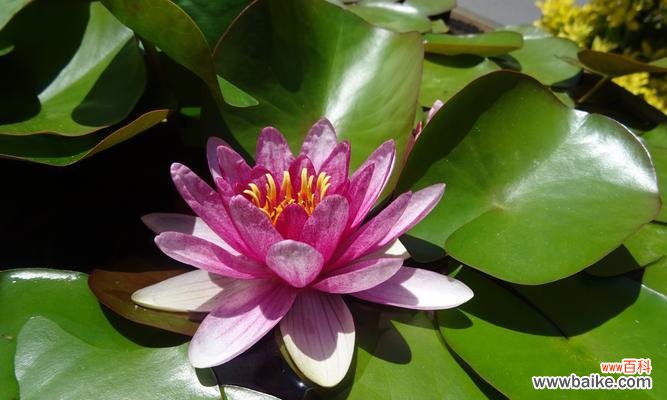 莲花象征着什么意义？如何理解莲花的文化与精神象征？