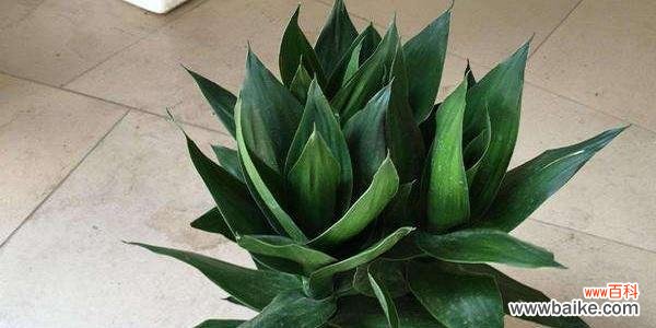 莲花竹的风水意义是什么?如何正确摆放以招财纳福?