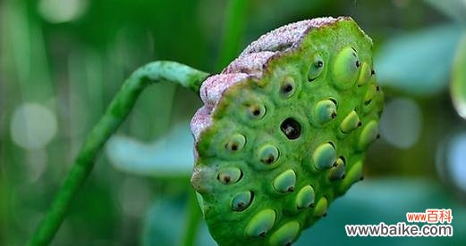 莲蓬的象征意义是什么?它在文化中扮演什么角色?