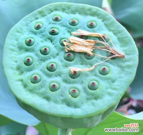 莲蓬的象征意义是什么?它在文化中扮演什么角色?