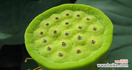 莲蓬在风水中代表什么？如何利用莲蓬提升家居风水？