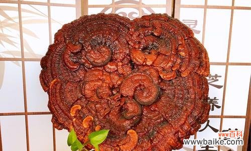 灵芝象征意义是什么?灵芝的寓意有哪些?