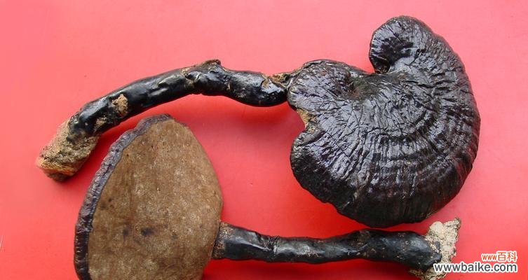 灵芝象征意义是什么?灵芝的寓意有哪些?