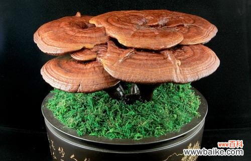 灵芝象征意义是什么?灵芝的寓意有哪些?