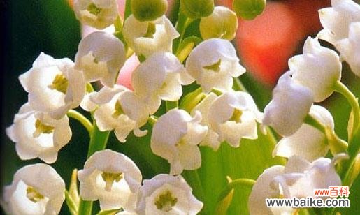 铃兰花语是什么意思?铃兰花代表的含义有哪些?