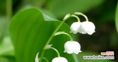 铃兰花语是什么意思?铃兰花代表的含义有哪些?