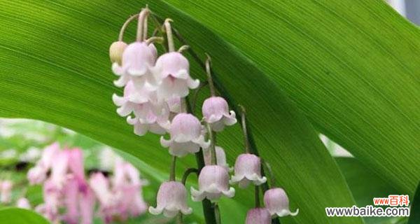 铃兰花语是什么意思?铃兰花代表的含义有哪些?