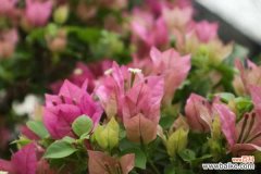 三角梅枝条太长了怎么办